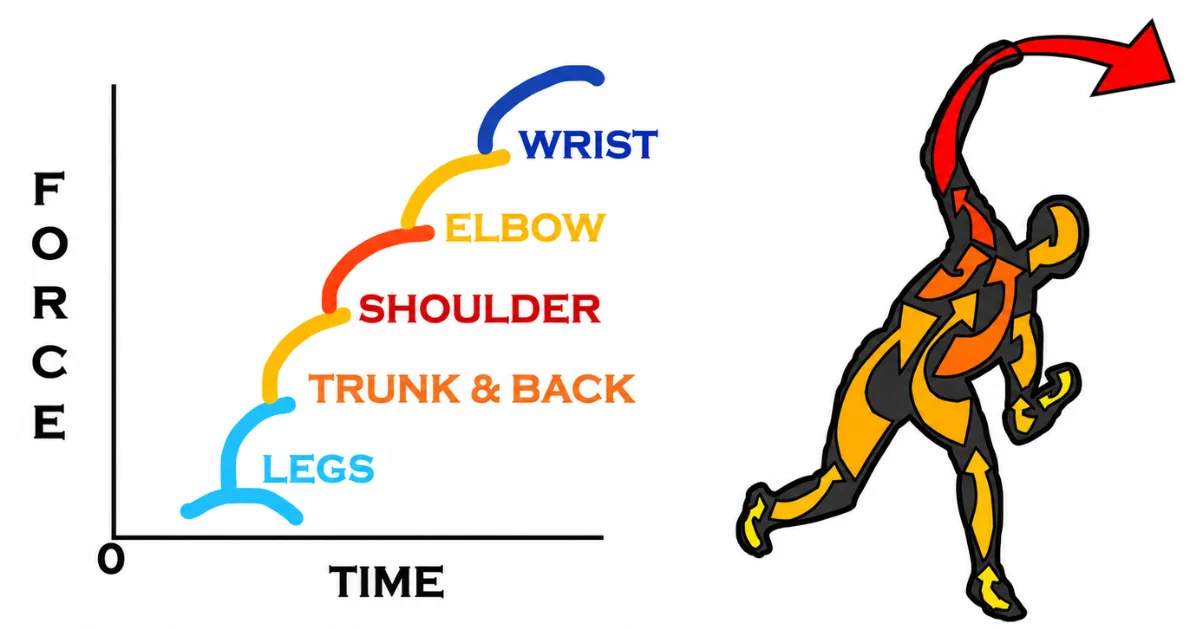 Kinetic chain diagram showing how throwing force moves from legs to elbow